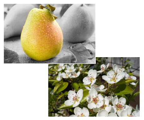 Williams Birne Williams Birne Blüte