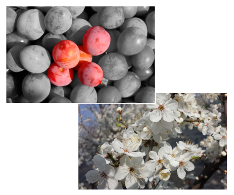 Kriecherl Kriecherl Blüte