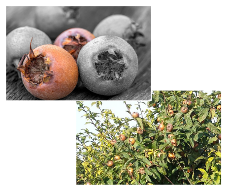 Mispel Mispel Blüte