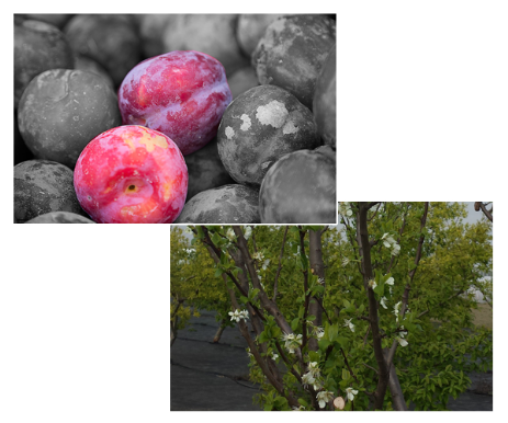 Pflaume Pflaume Blüte